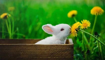 无为伴游，定制QQ：3494206190微信：act1322